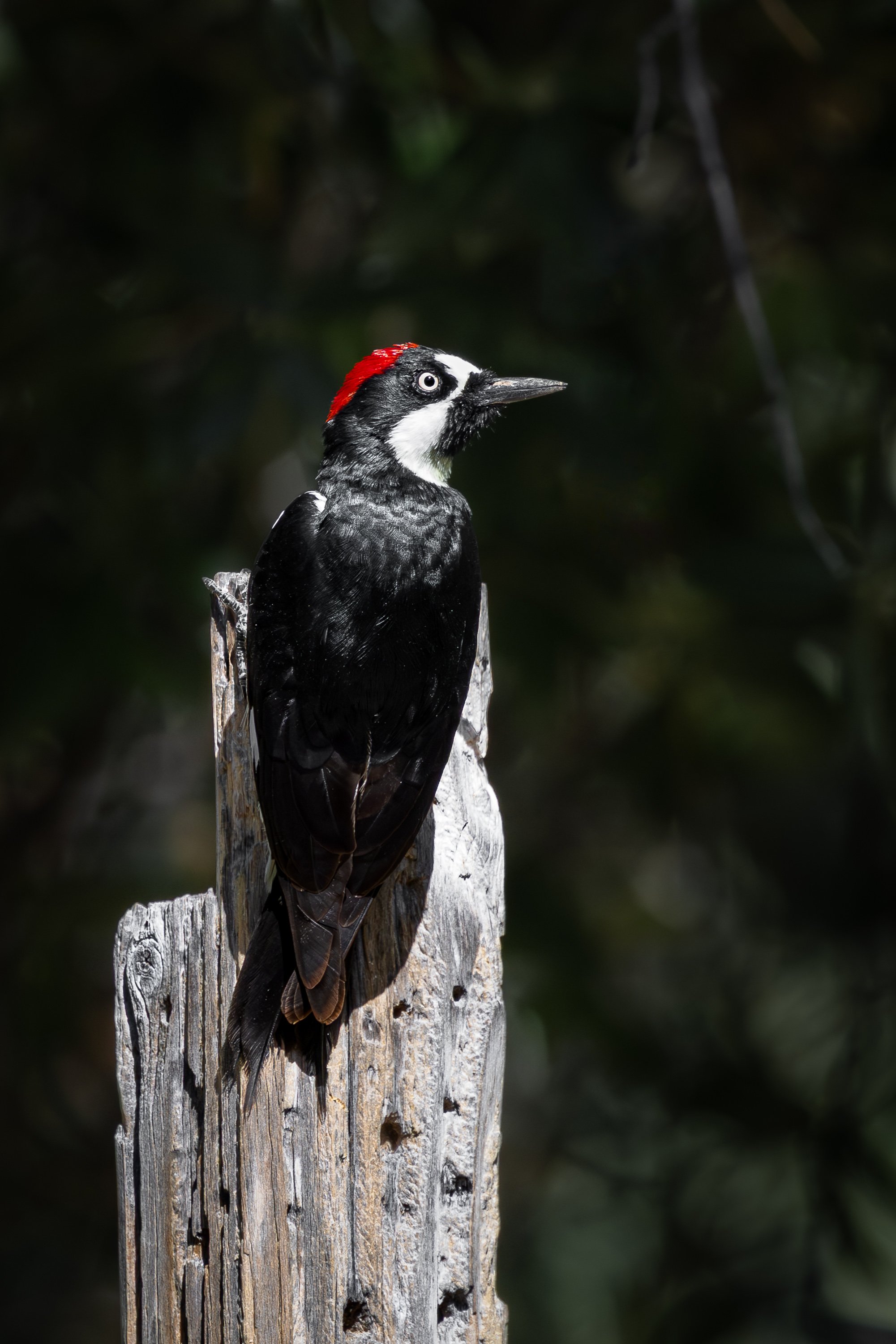 Acorn Woodpecker