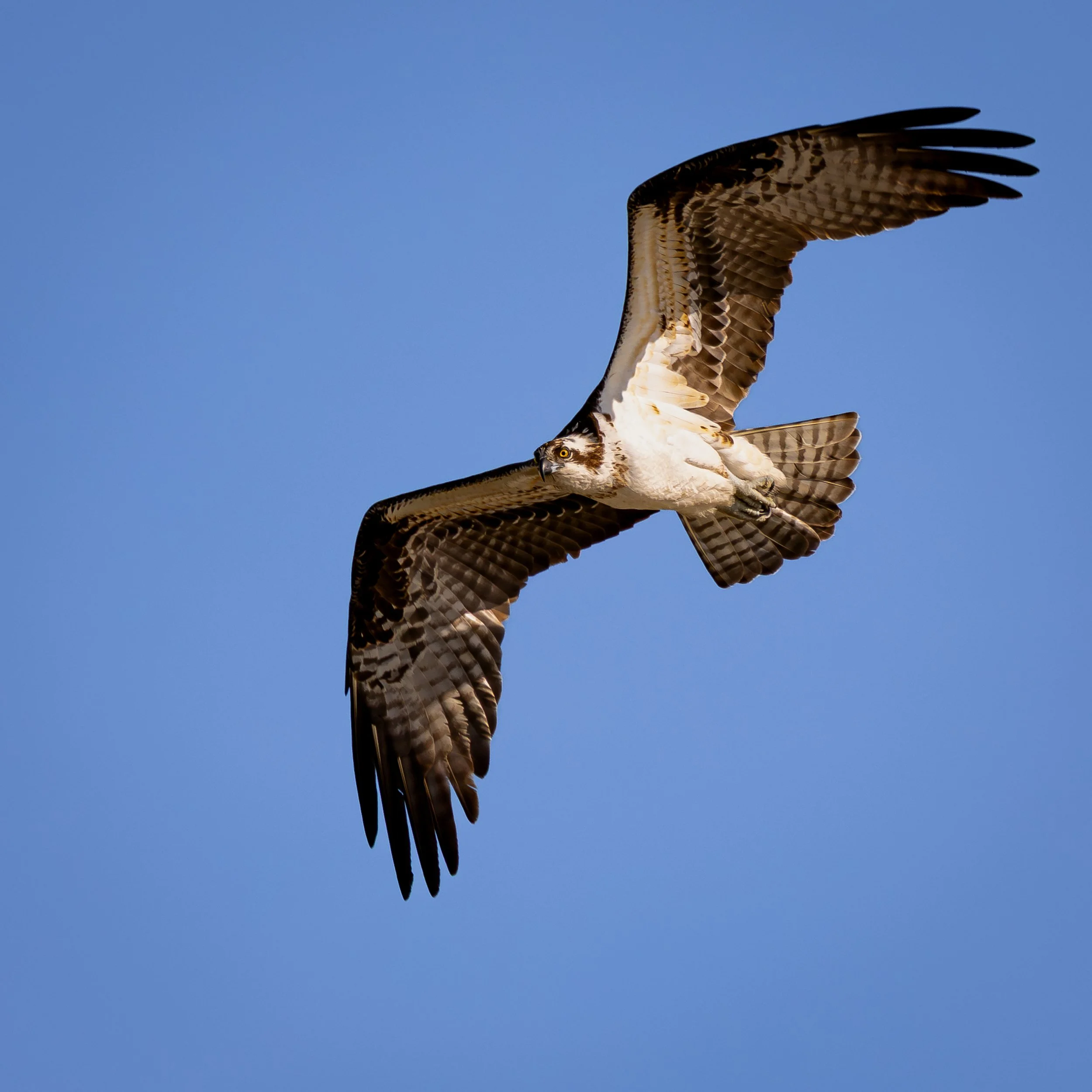 Osprey