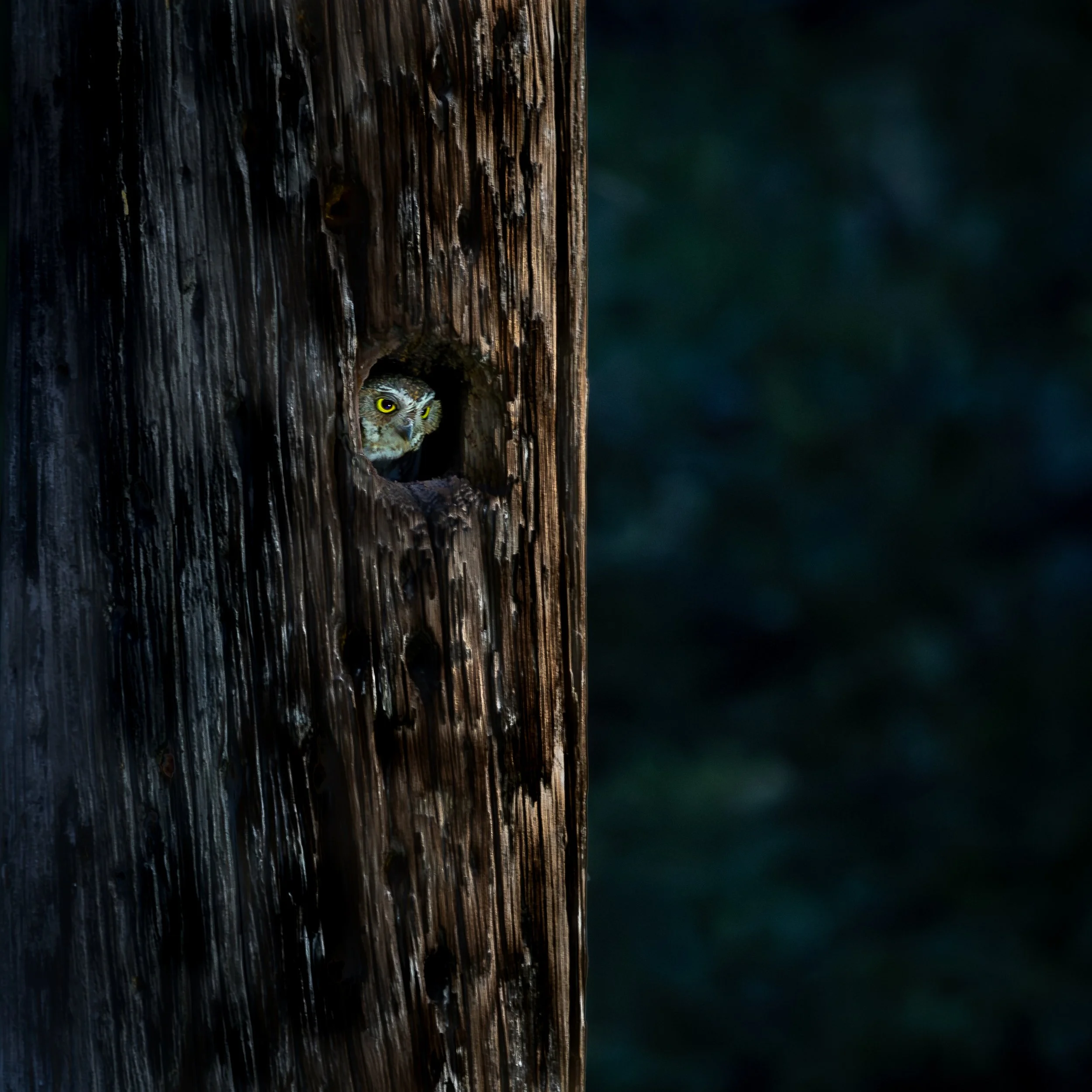 Elf Owl