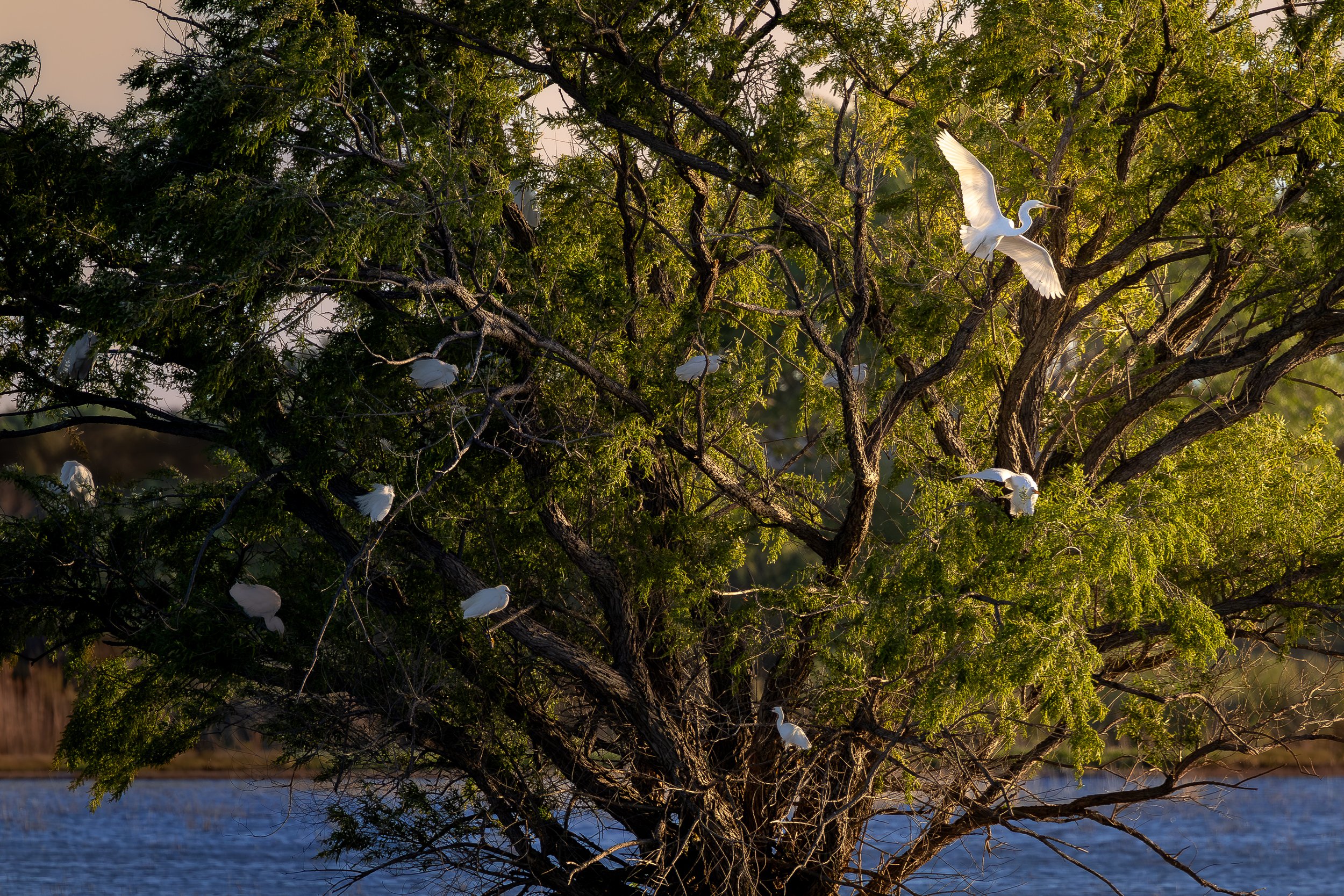 Great Egrets Roosting
