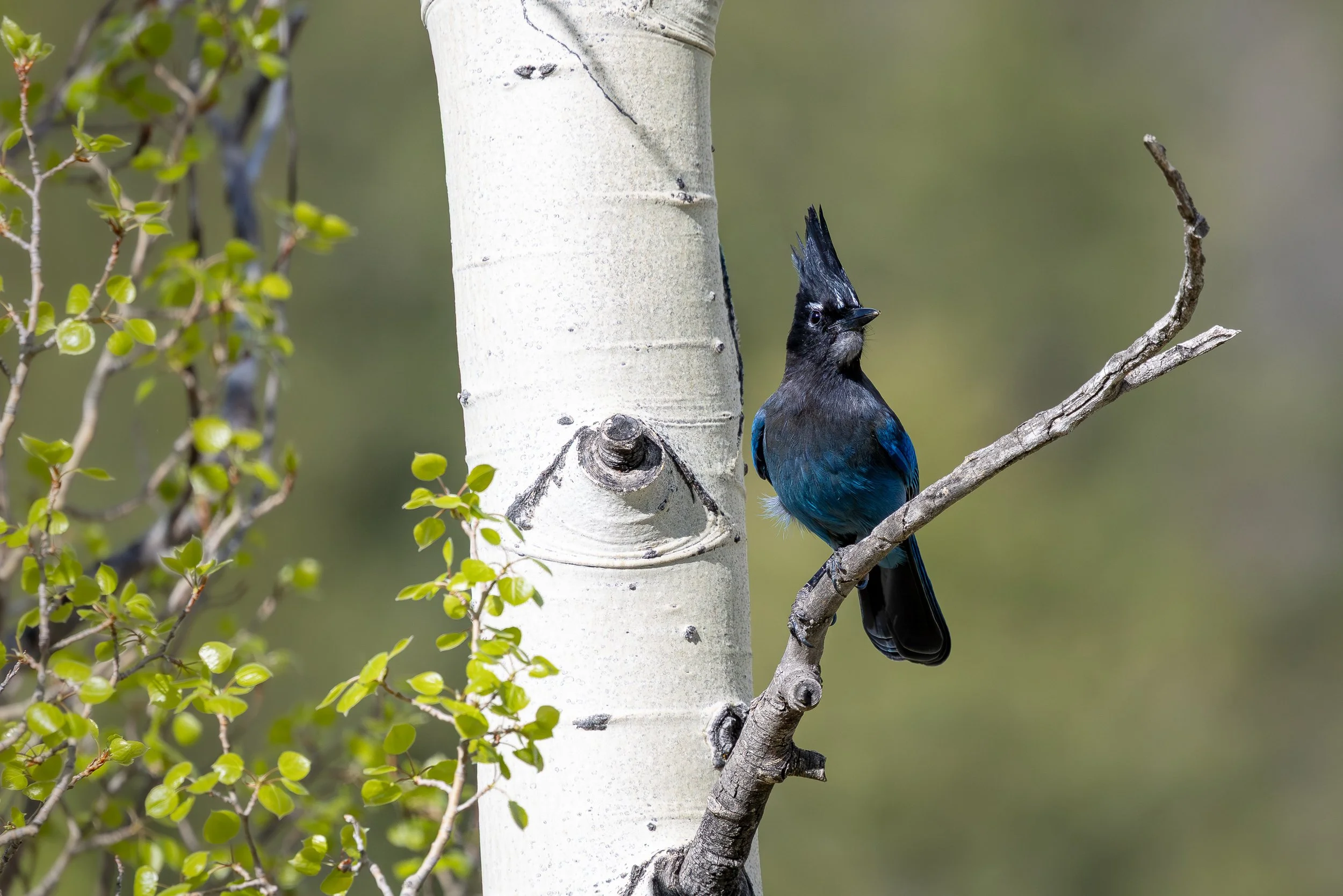 Stellar's Jay