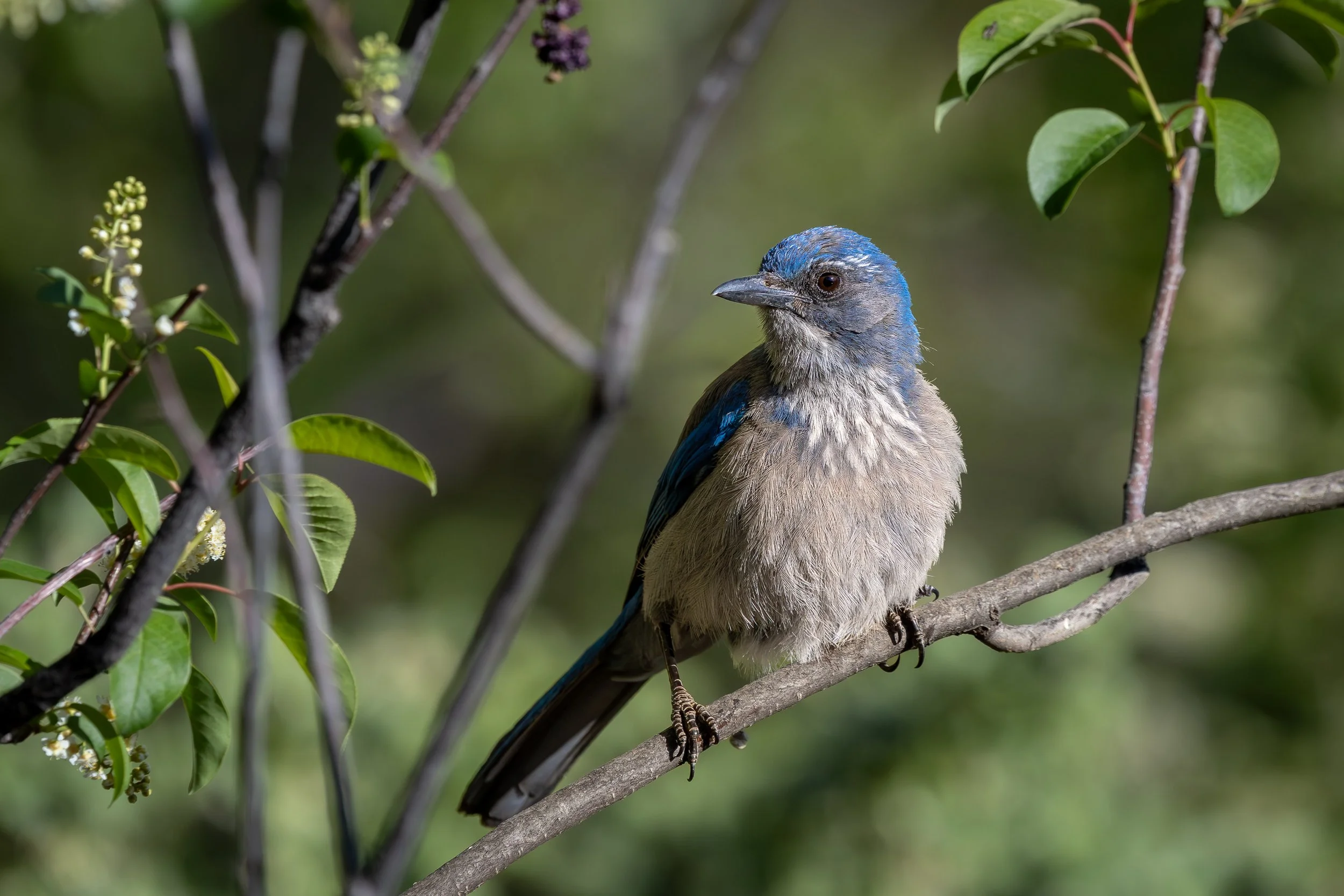 Woodhouse's Scrub-Jay 