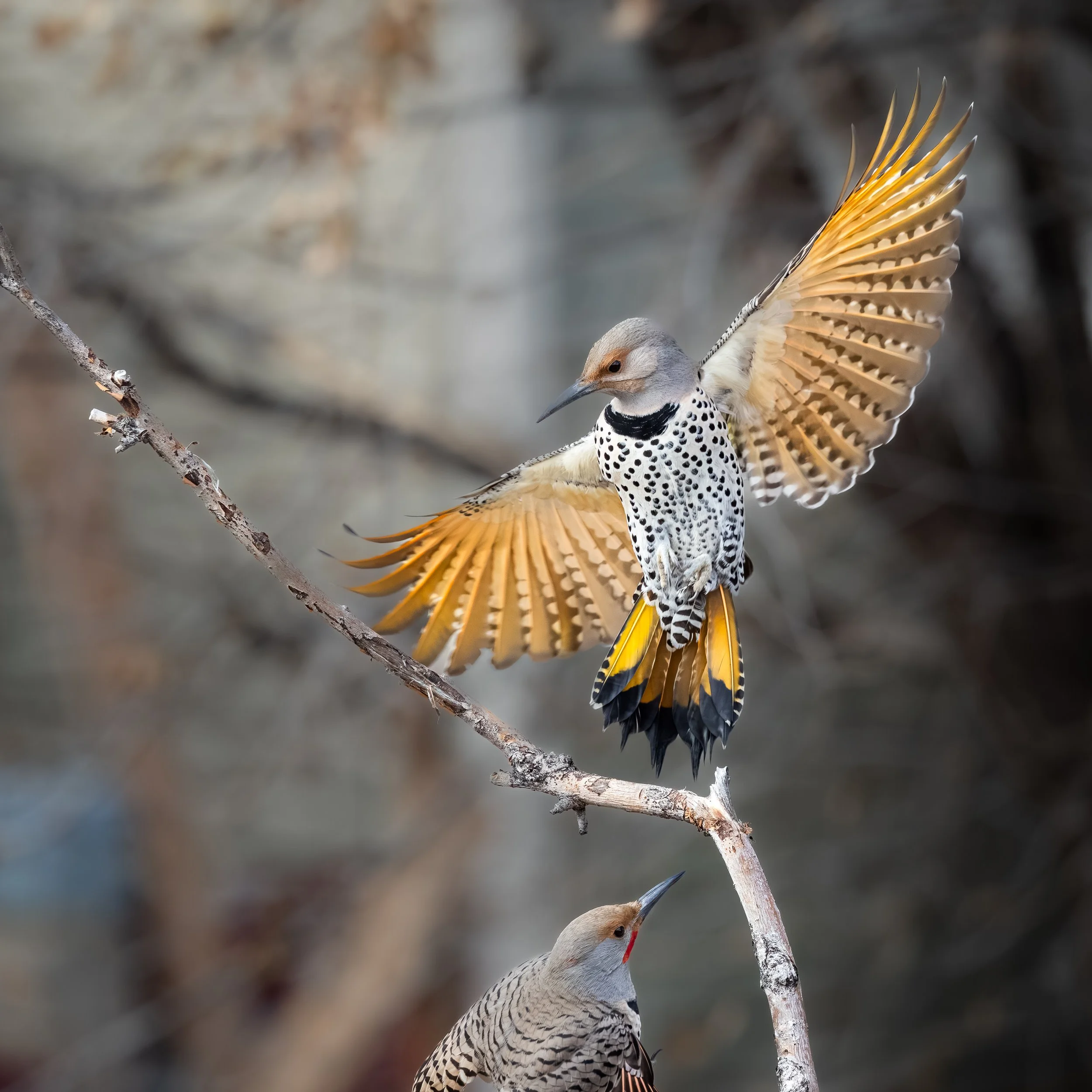 Northern Flicker (Intergrade)