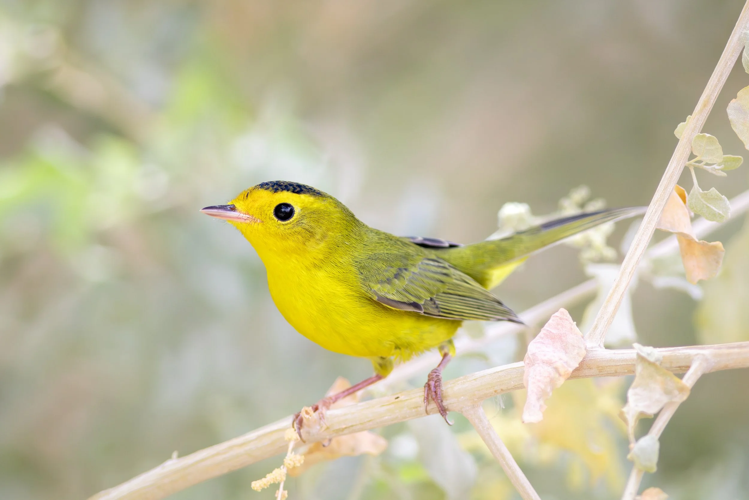 Wilson's Warbler