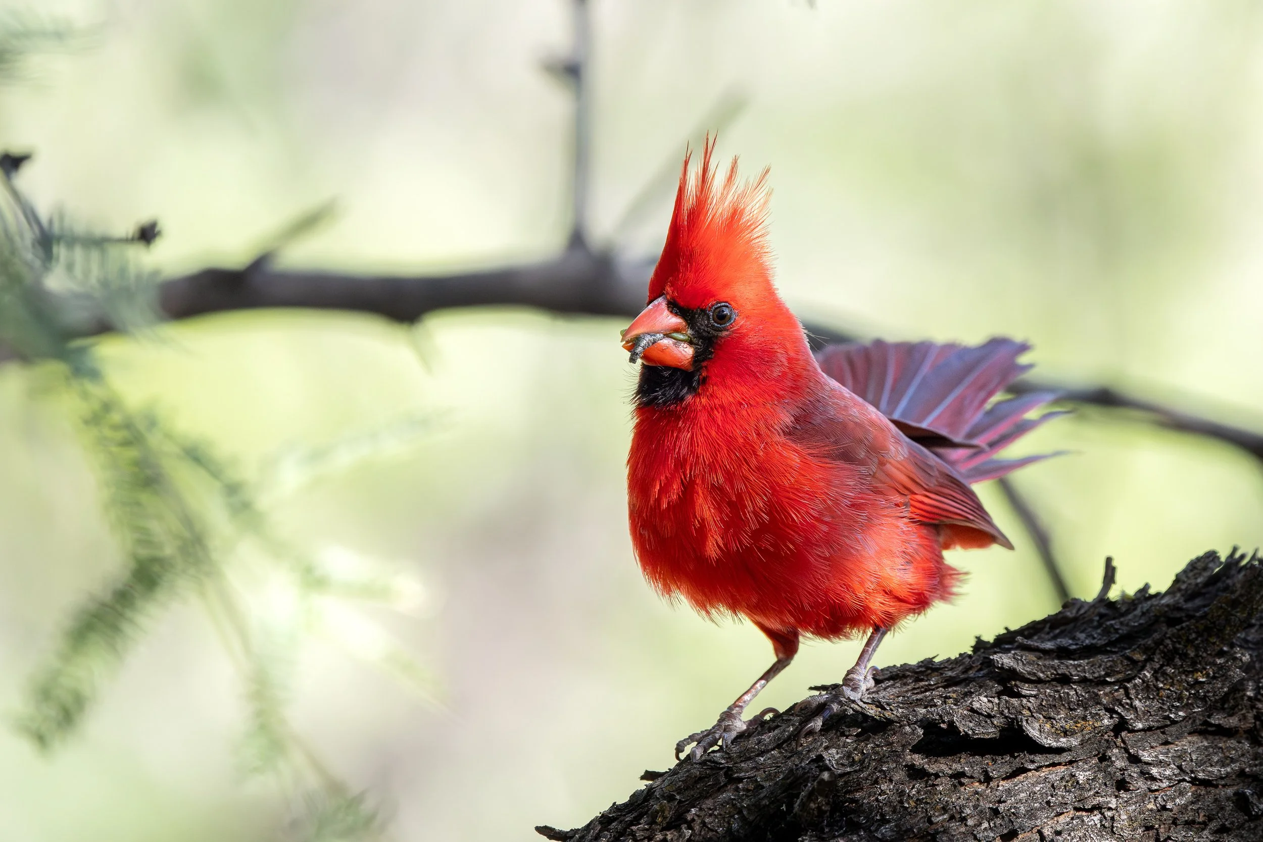 Northern Cardinal (male)