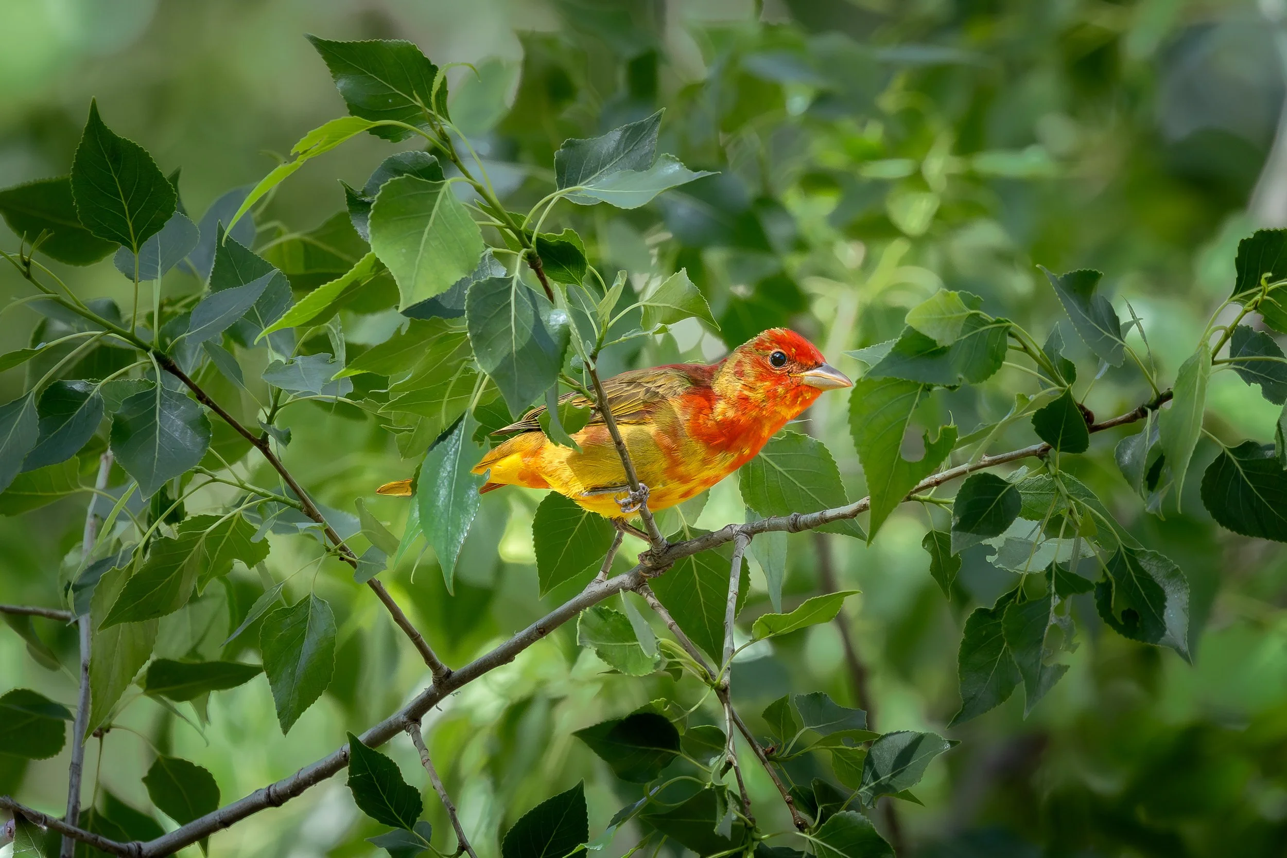 Summer Tanager