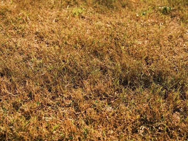 How to bring back dead grass