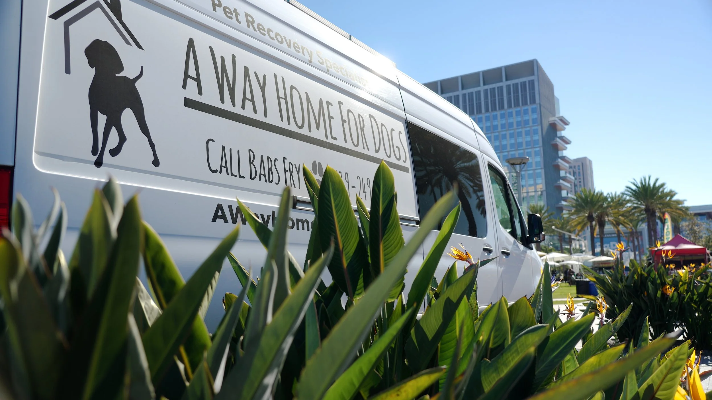 A Way Home For Dogs Overview.00_01_36_07.Still001.jpg