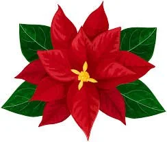 Poinsettias Due to decorate the Church!