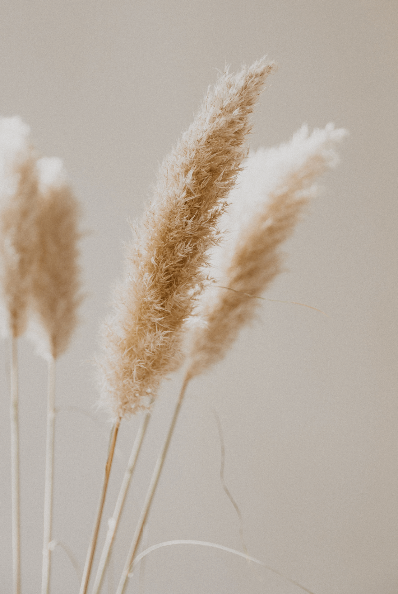 Close-up of beige pampas grass stalks against a neutral background.