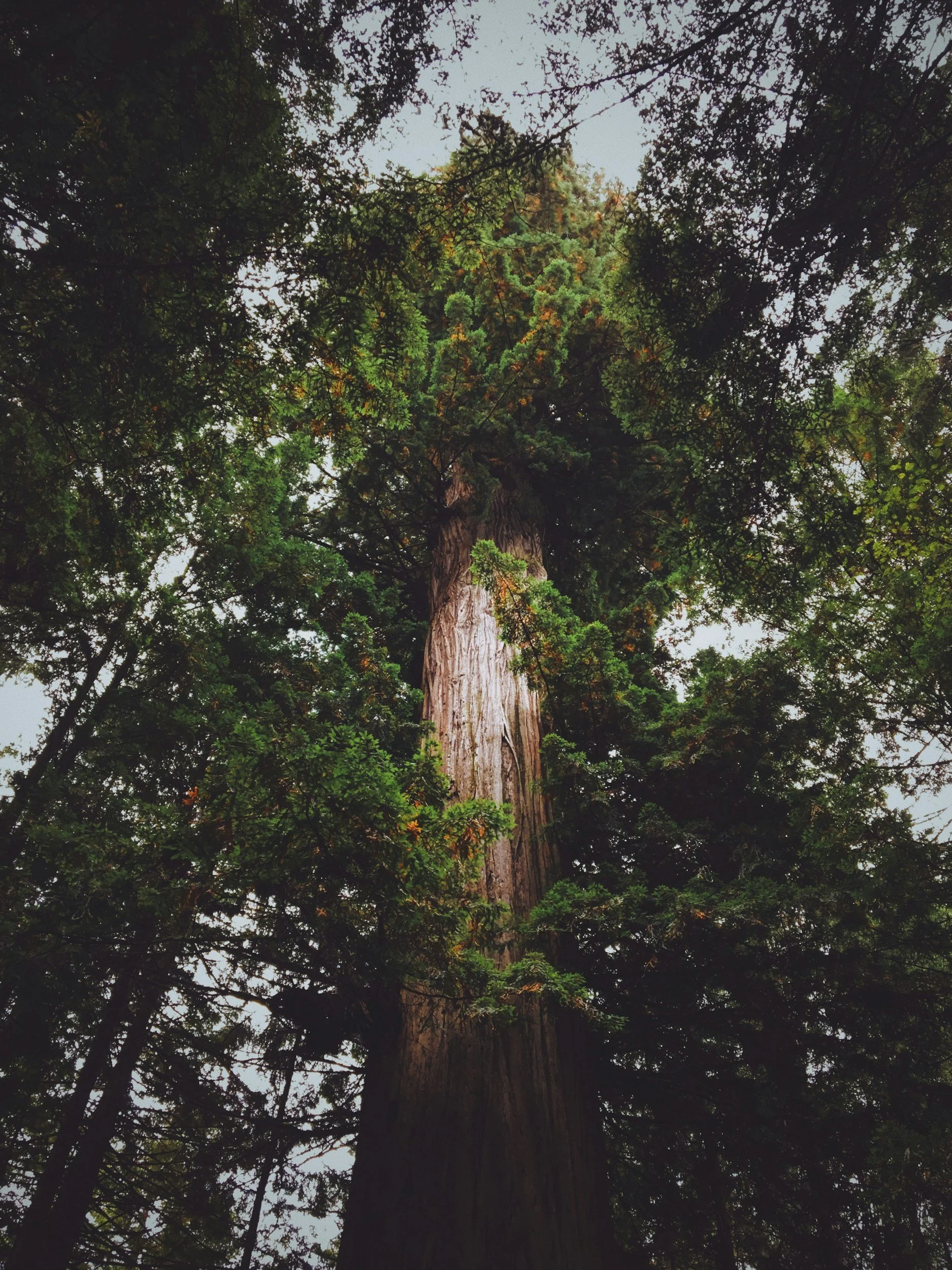 Looking up at a towering redwood tree with lush green foliage surrounding it.