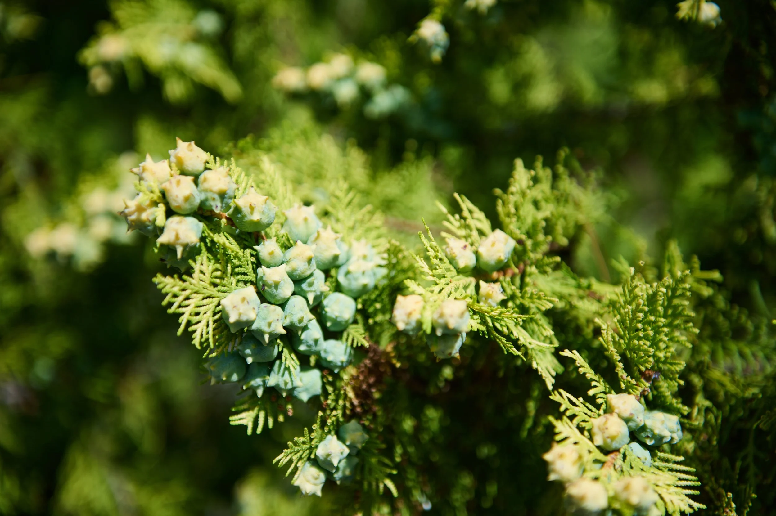 Close-up of green juniper tree with small, immature berries and delicate juniper needles.