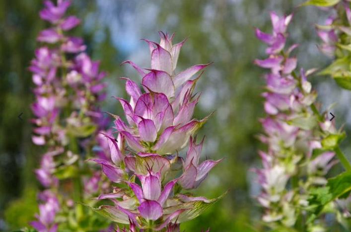 Close-up of a pink and white clary sage flower with green blurred background.