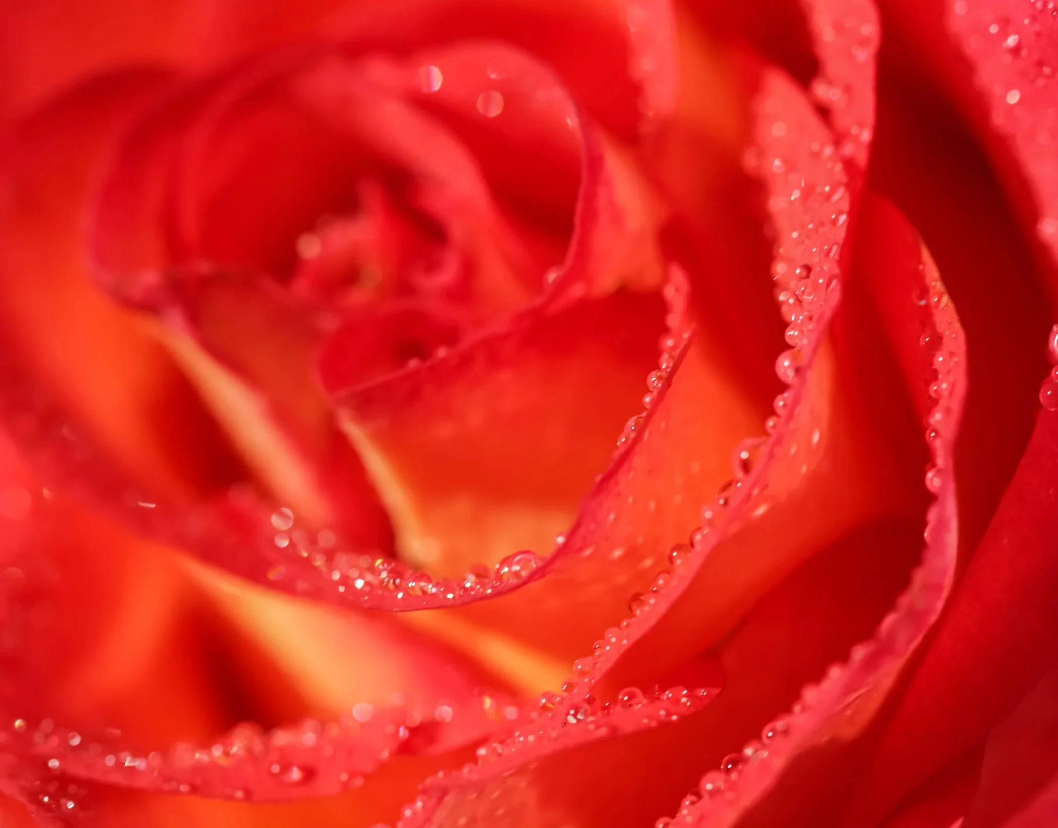 vecteezy_soft-focus-abstract-floral-background-red-rose-flower-with_59458661.jpg