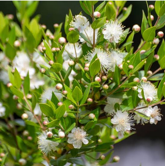 Close-up of green leaves with white fuzzy flowers and pink buds on a myrtle tree.