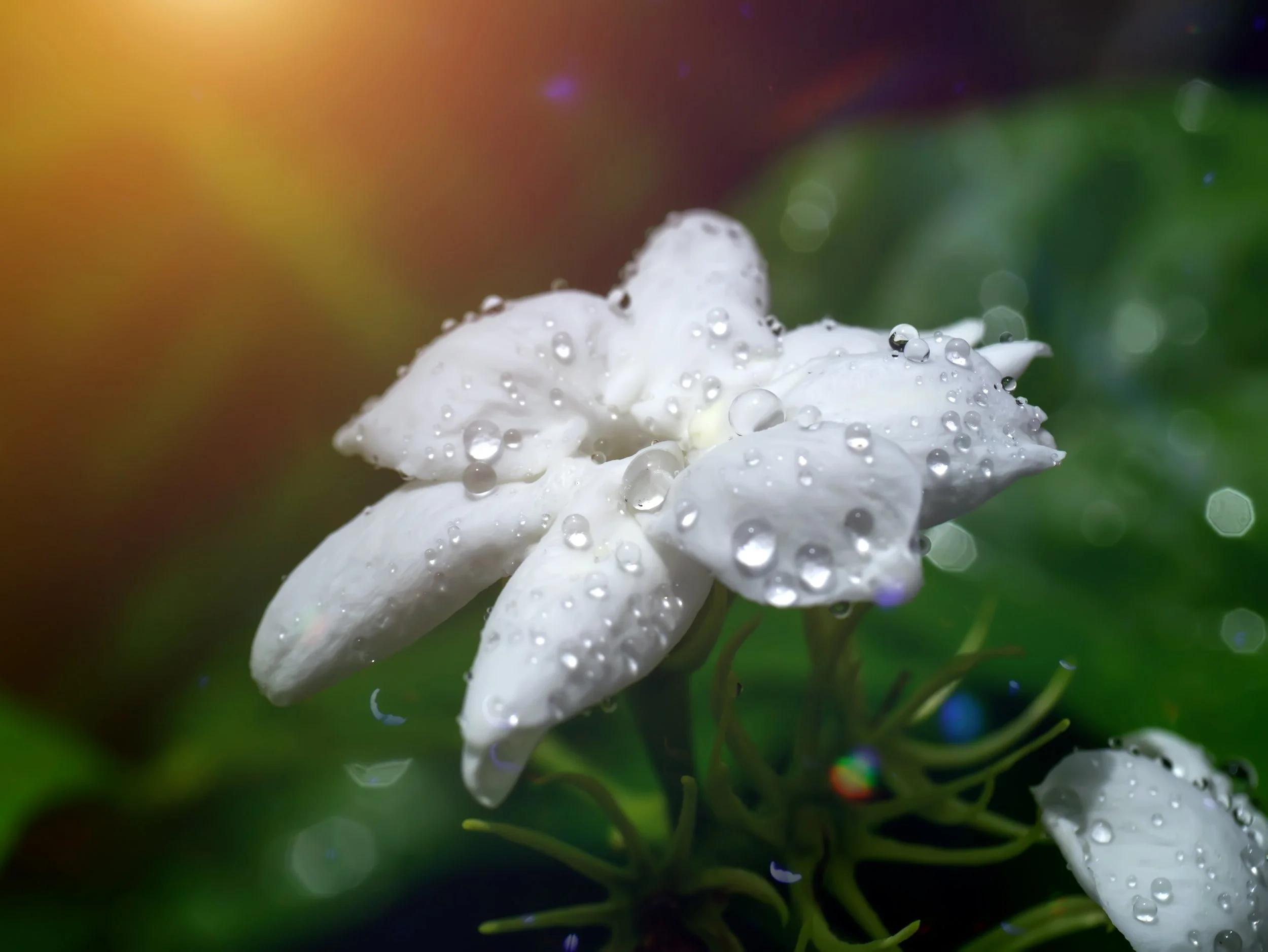 Close-up of a white jasmine flower with water droplets on its petals, set against a blurred background of green leaves and warm sunlight.