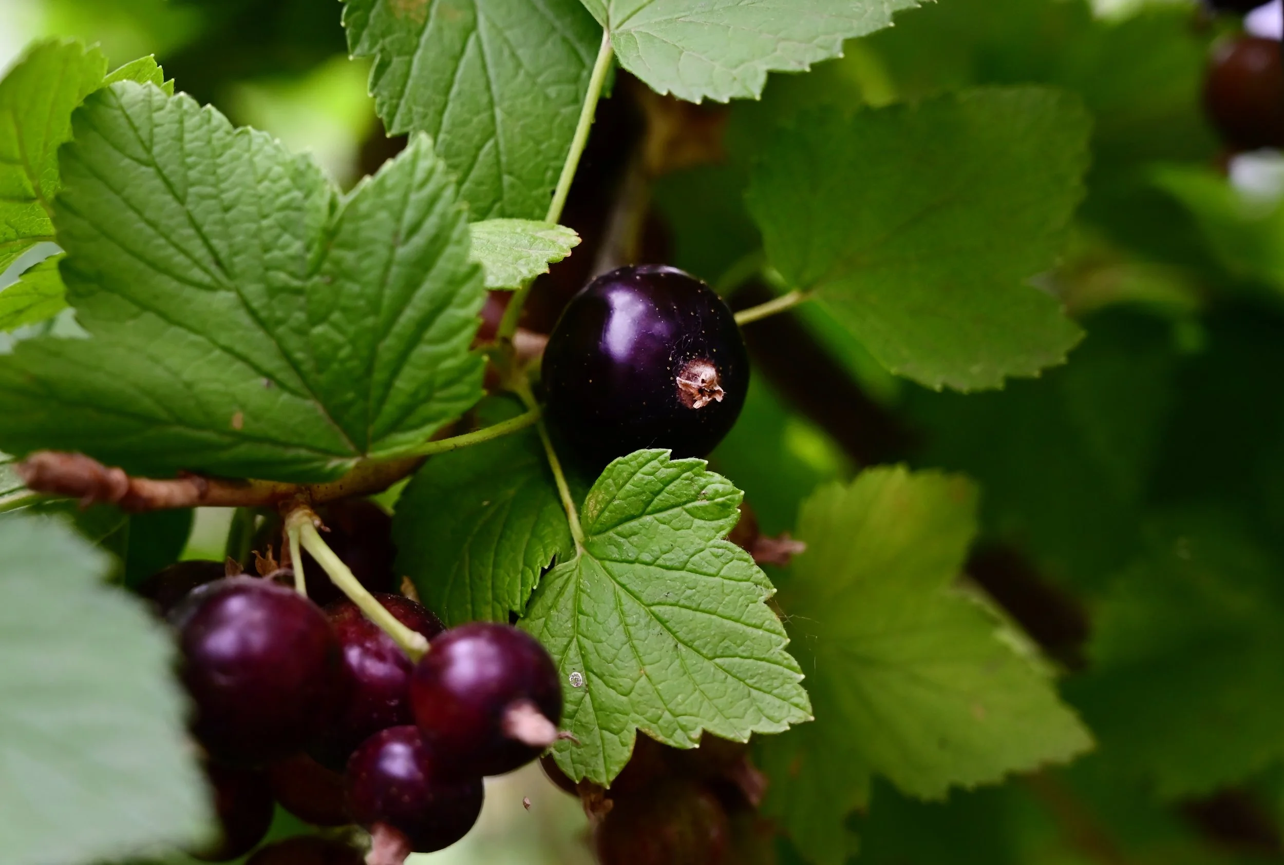 vecteezy_on-a-beautiful-sunny-morning-ripe-black-currant-in-a-garden_55700616.jpg