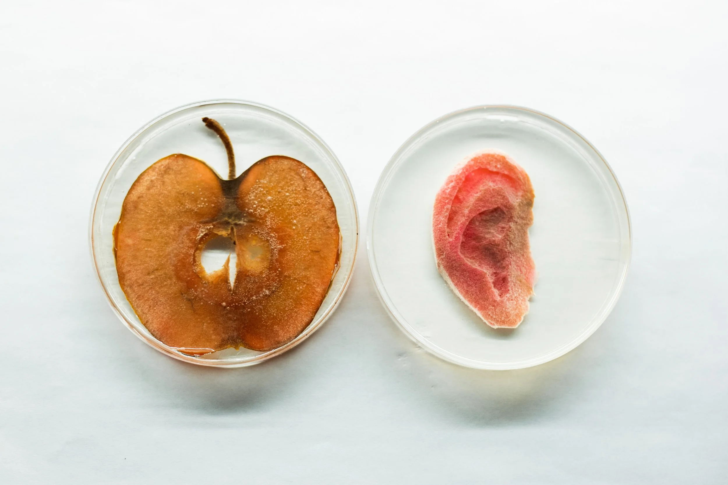 Andrew Pelling — Breaking Bio