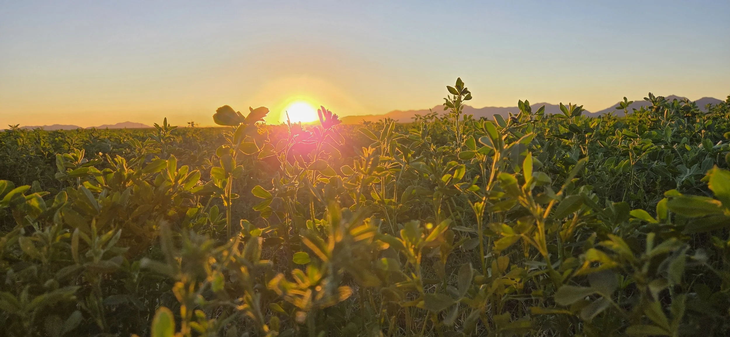 Daniel-Salcedo-2025-Salome - Daniel Salcedo.jpg