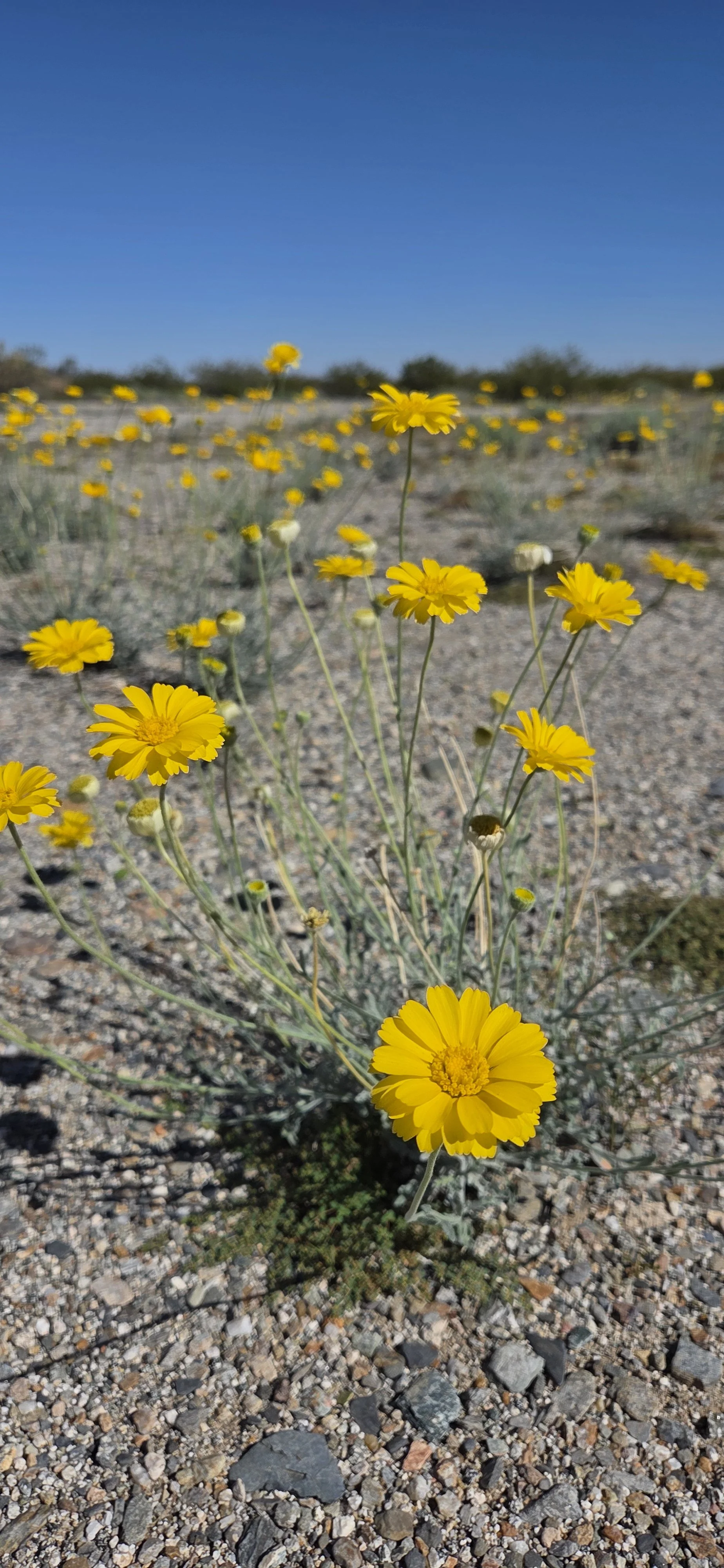 Alejandro-Serrano-2025-Wilcox - Daniel Salcedo.jpg