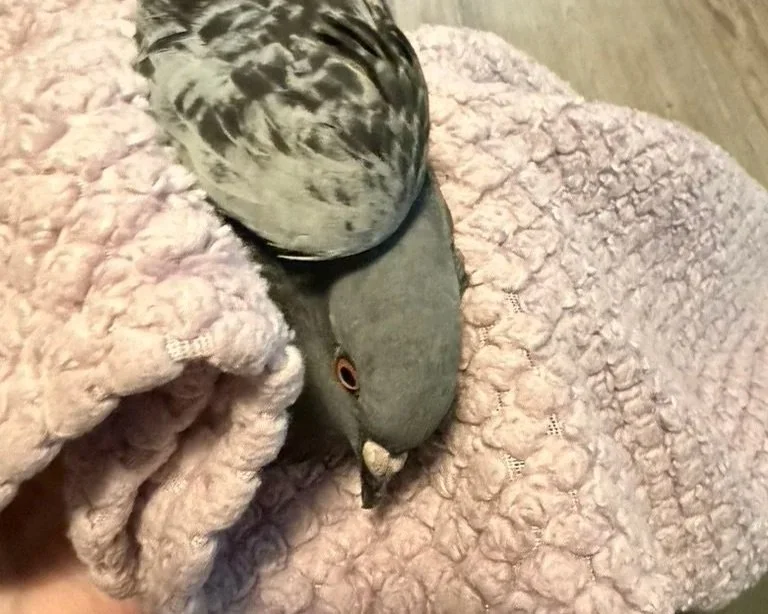 Why sick/injured birds need heat support, &amp; how to do it safely