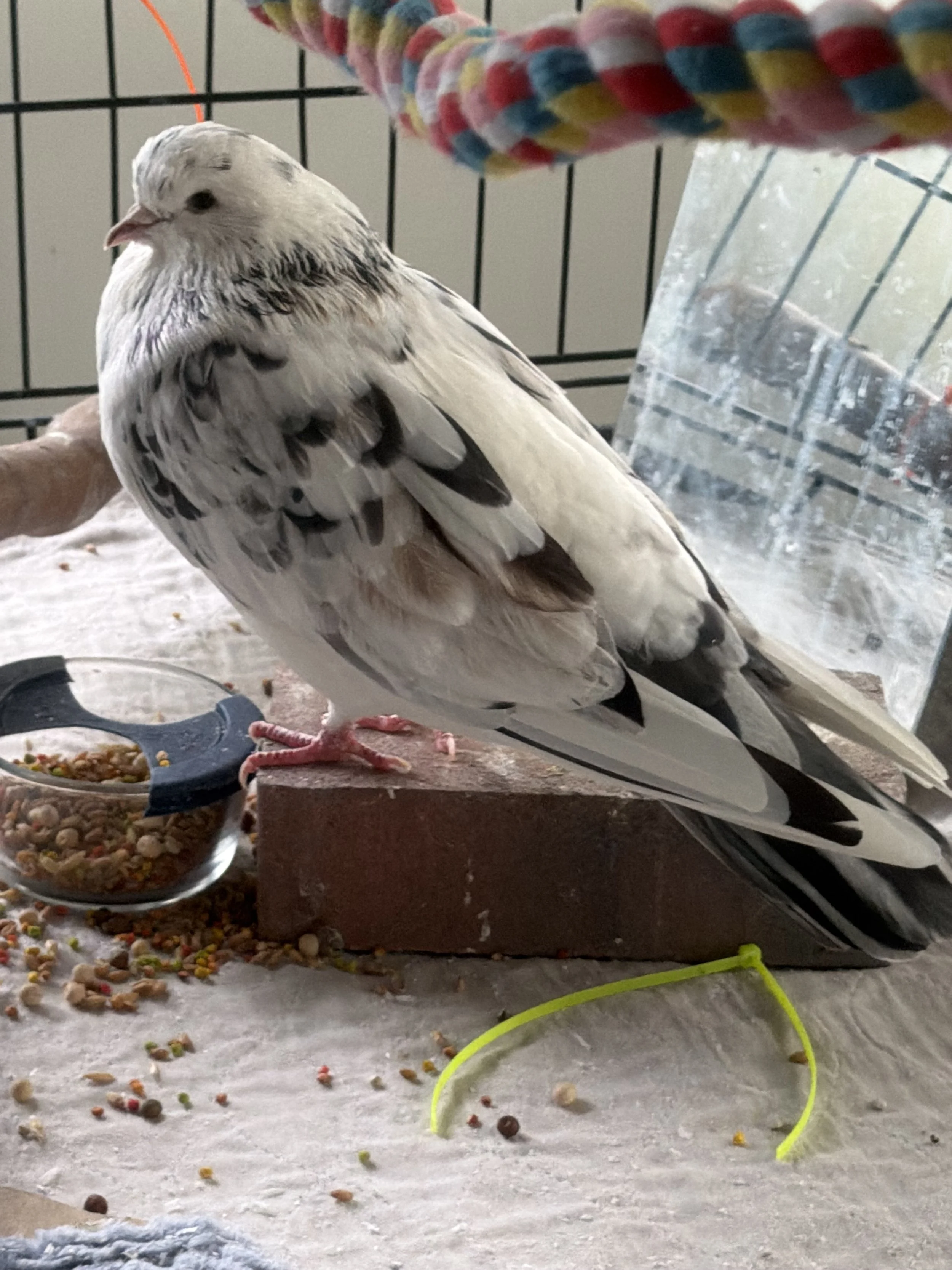 Bird Safety Essentials: How to Keep Your Bird Alive