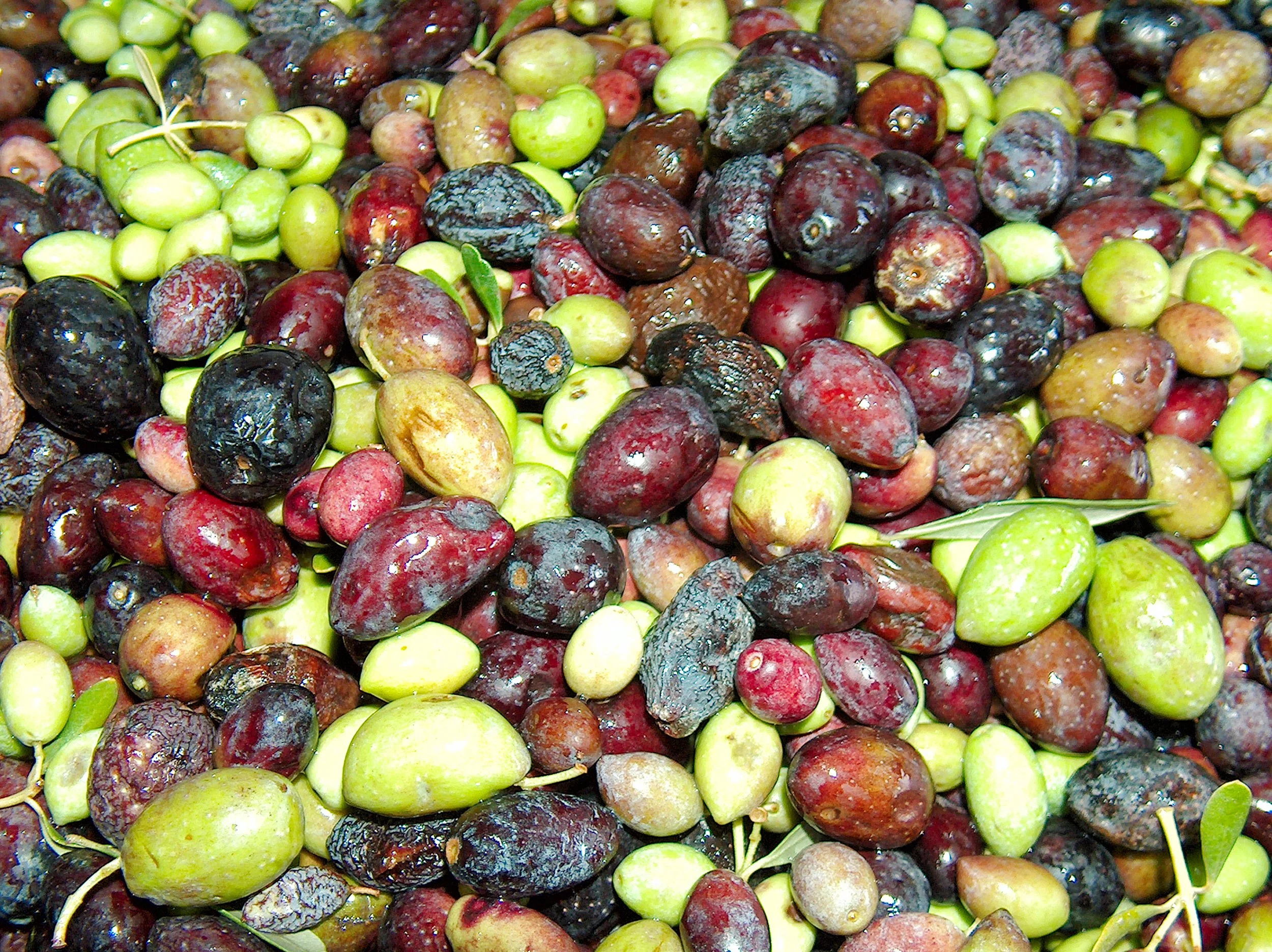PeterNemeth_Cyprus_Olive2.jpg