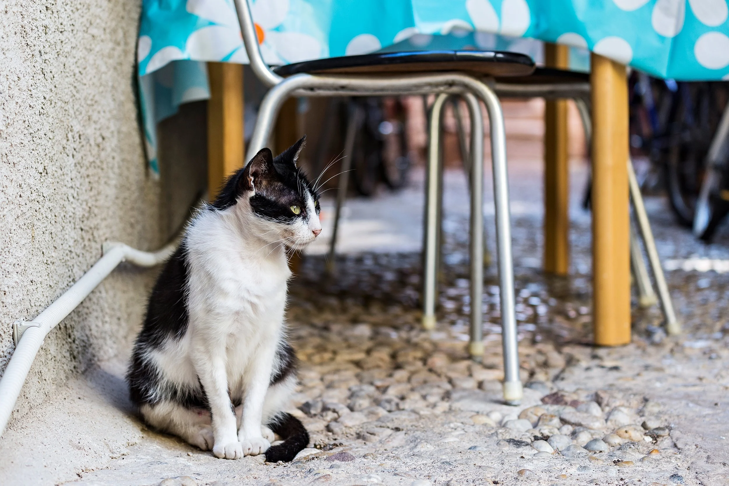 DSC8060.jpg