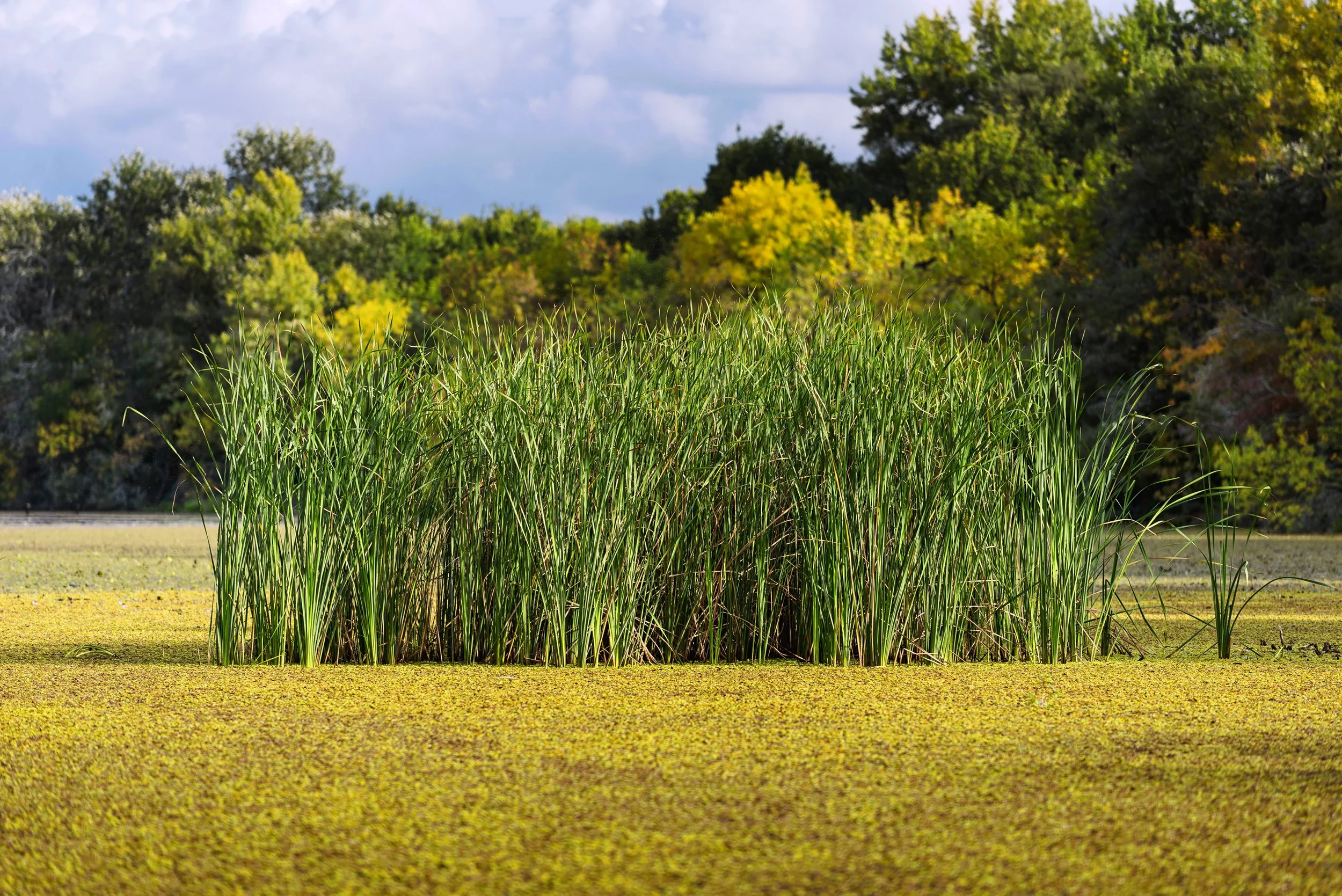 photography-peter-nemeth-tiszato-08.jpg