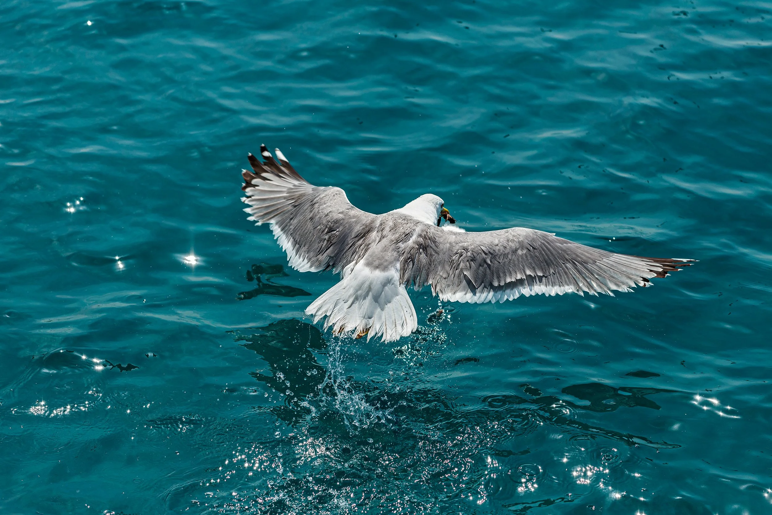 DSC8408.jpg