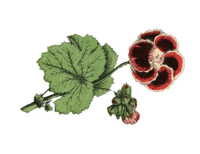 Botanical Illustration of Pelargonium and Geranium Plants, Victorian Botanical Illustration Plate 57,  The Book of Practical Botany in Word and Image (Lehrbuch der praktischen Pflanzenkunde in Wort und Bild), 1886.
