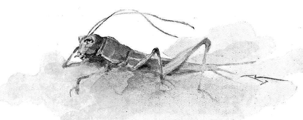 "The Cricket" — Tailpiece for "Chirp the Second" uncaptioned, unindexed thumbnail illustration by Luigi Rossi (95). 1912. 4 x 9.5 cm. Dickens's The Cricket on the Hearth. A Fairy Tale of Home, A and F Pears, 95. The Victorian Web.