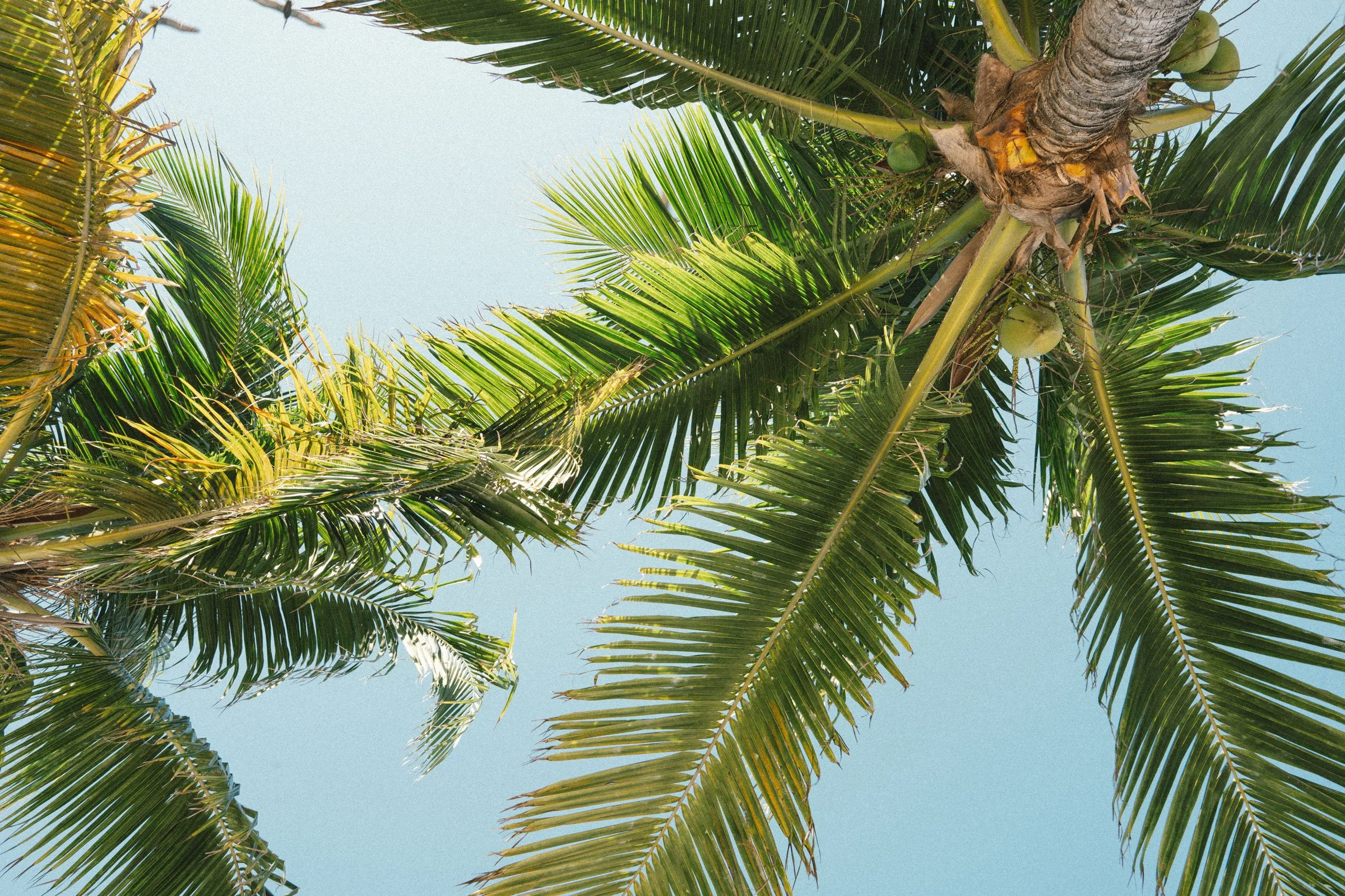 Upward view of a coconut palm tree with green fronds and coconuts against a clear blue sky.
