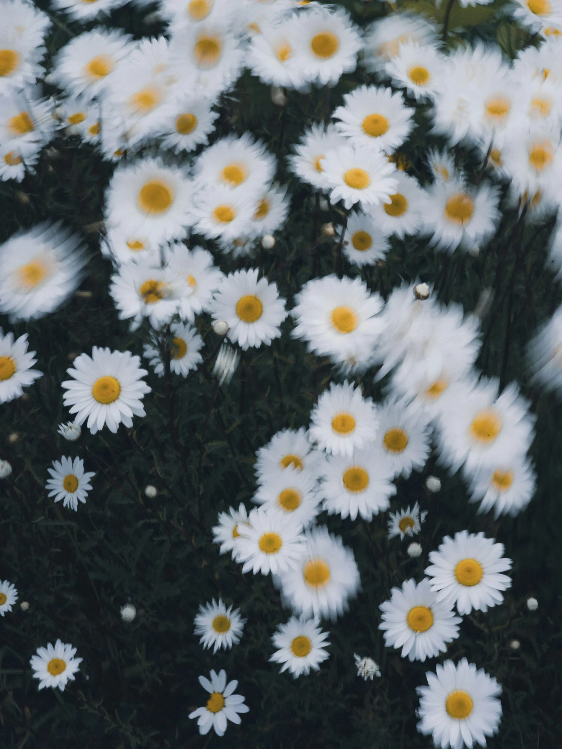 A cluster of white daisies with yellow centers, some slightly blurred, in a natural setting.