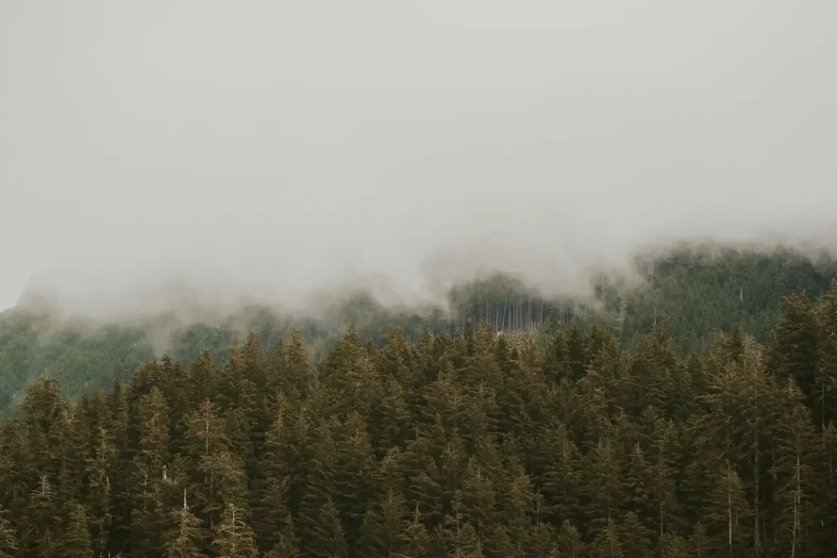 Dense forest with evergreen trees on a mountain and low-hanging fog or clouds above the treetops.