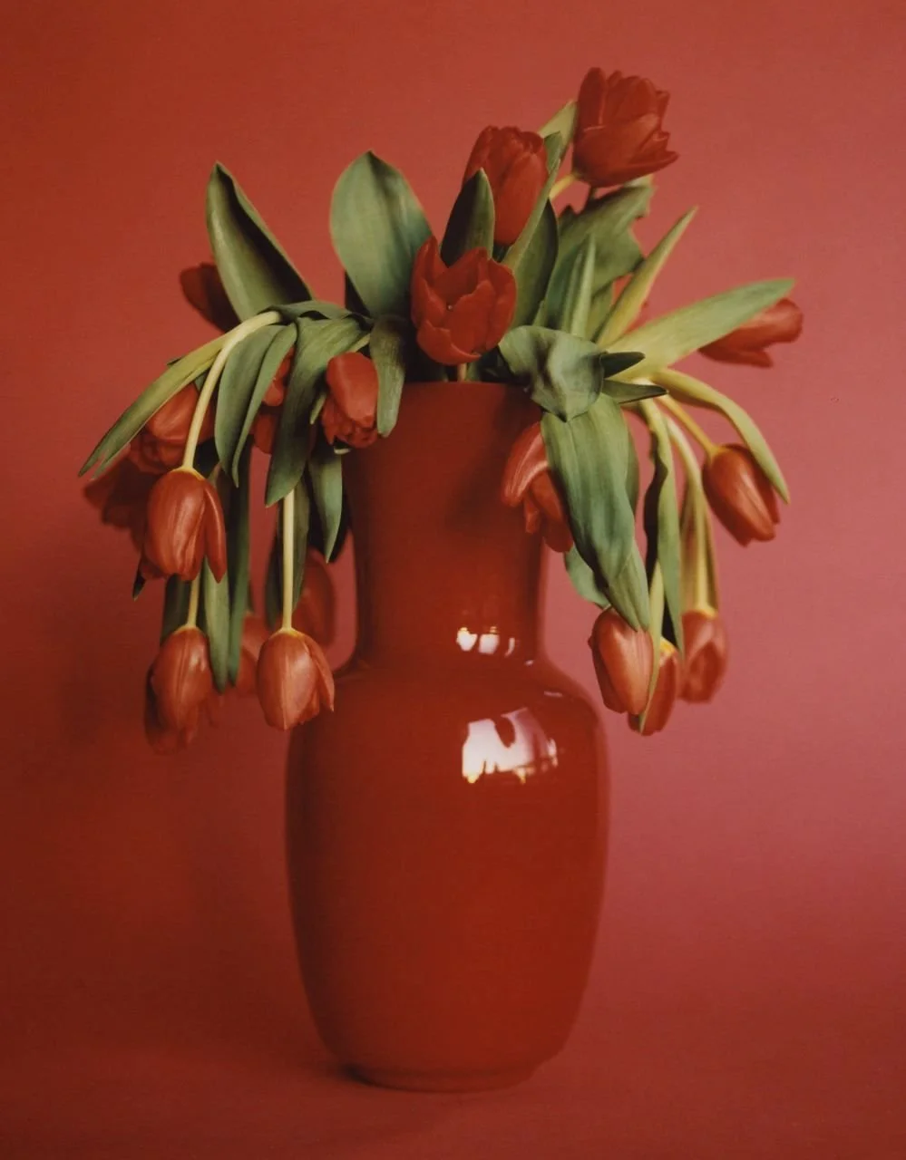 A red ceramic vase holding red tulips with green leaves against a red background.