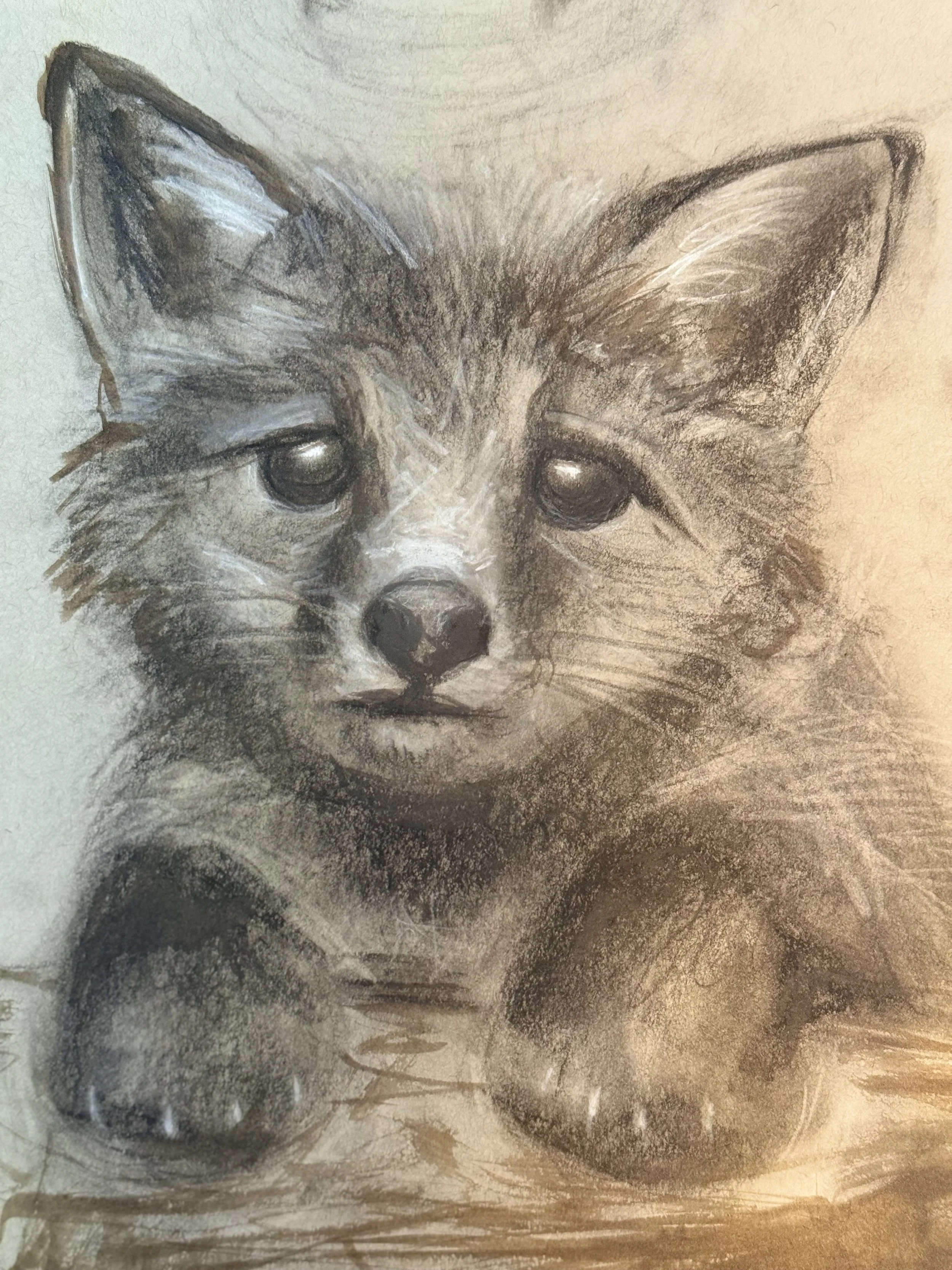 fox skethc.jpg