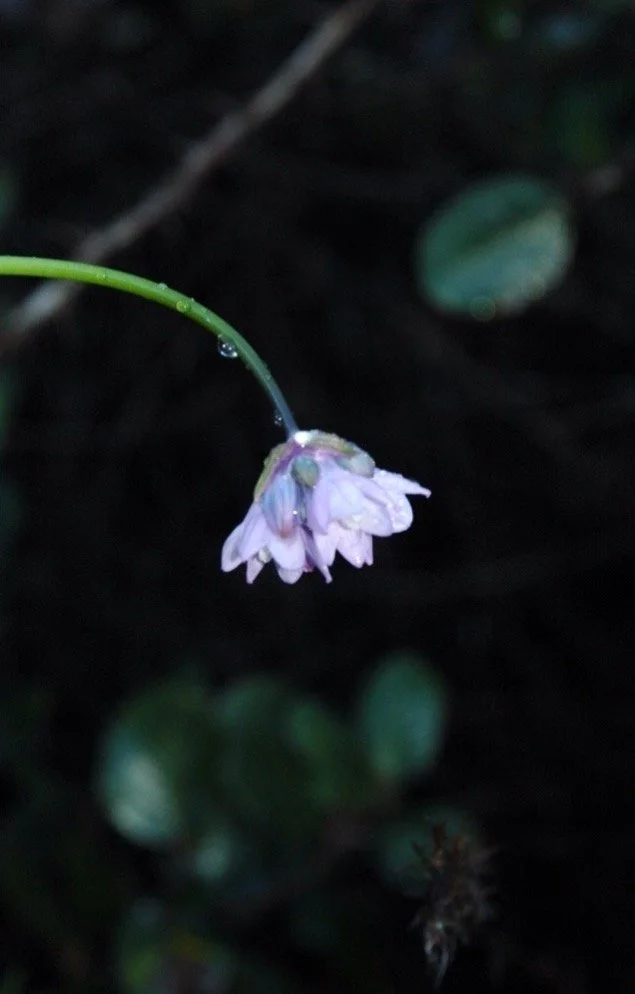 hidden beauty.jpg