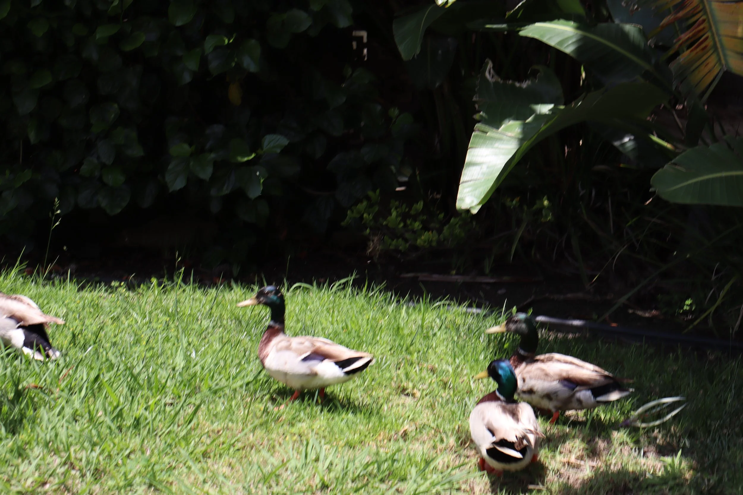 blurred ducky pack.JPG