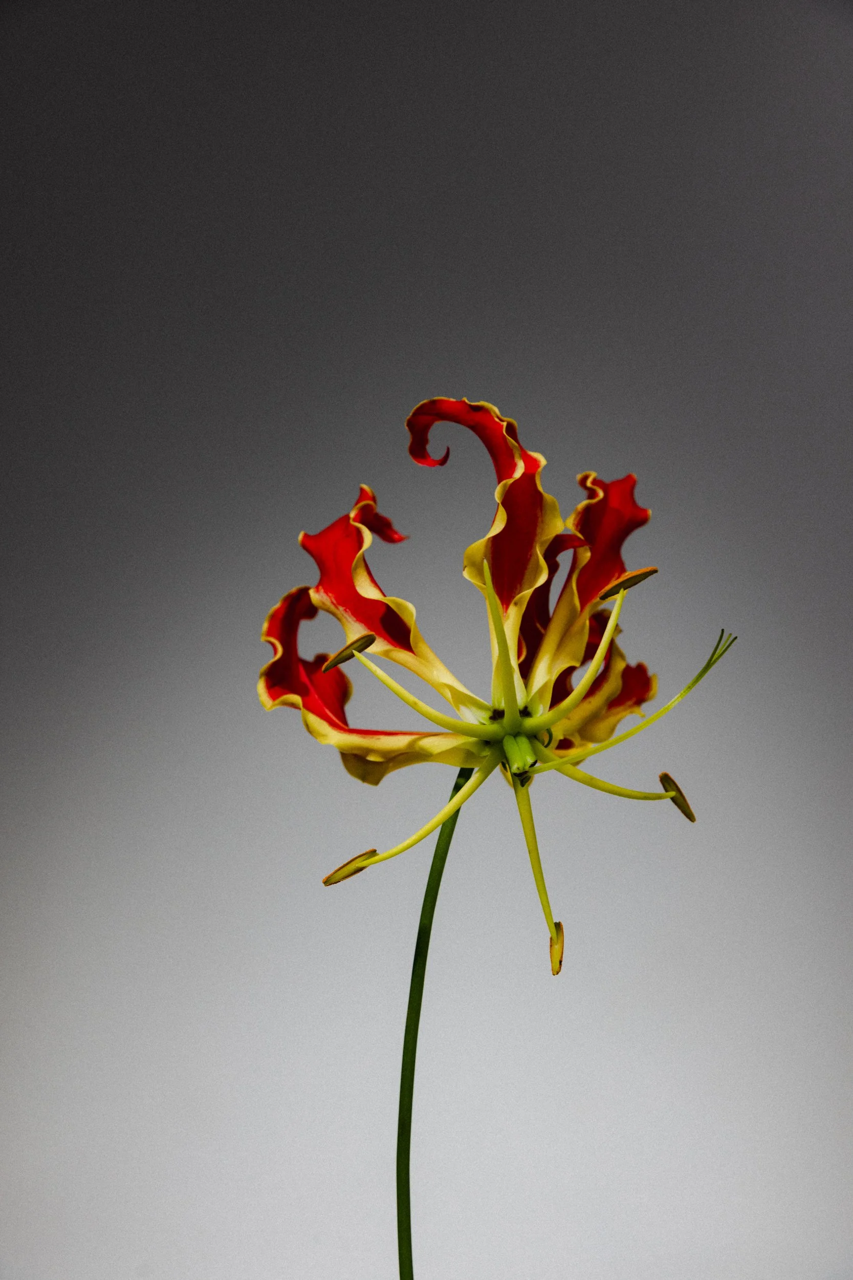 FLOWER_013.jpg