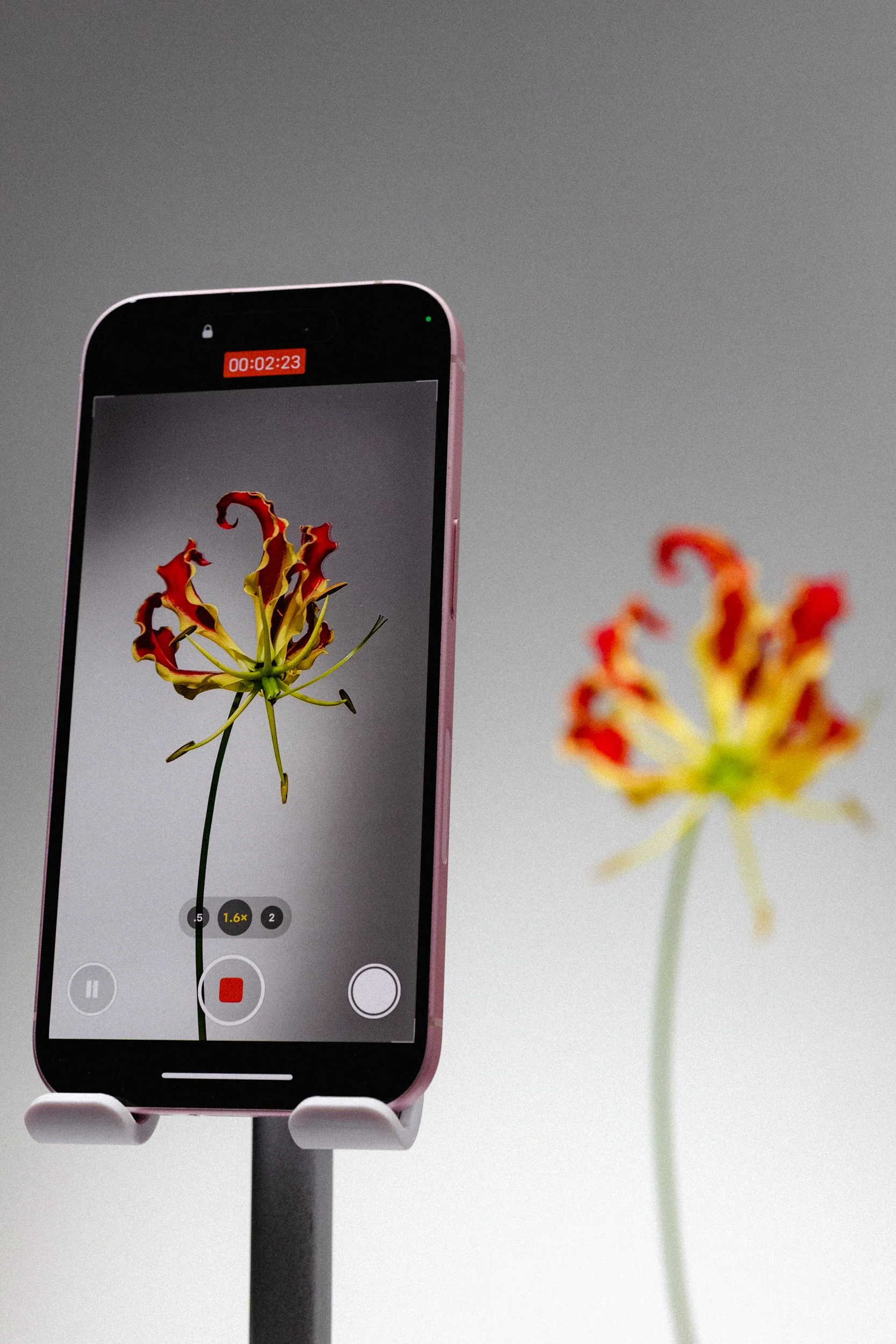 FLOWER_008.jpg