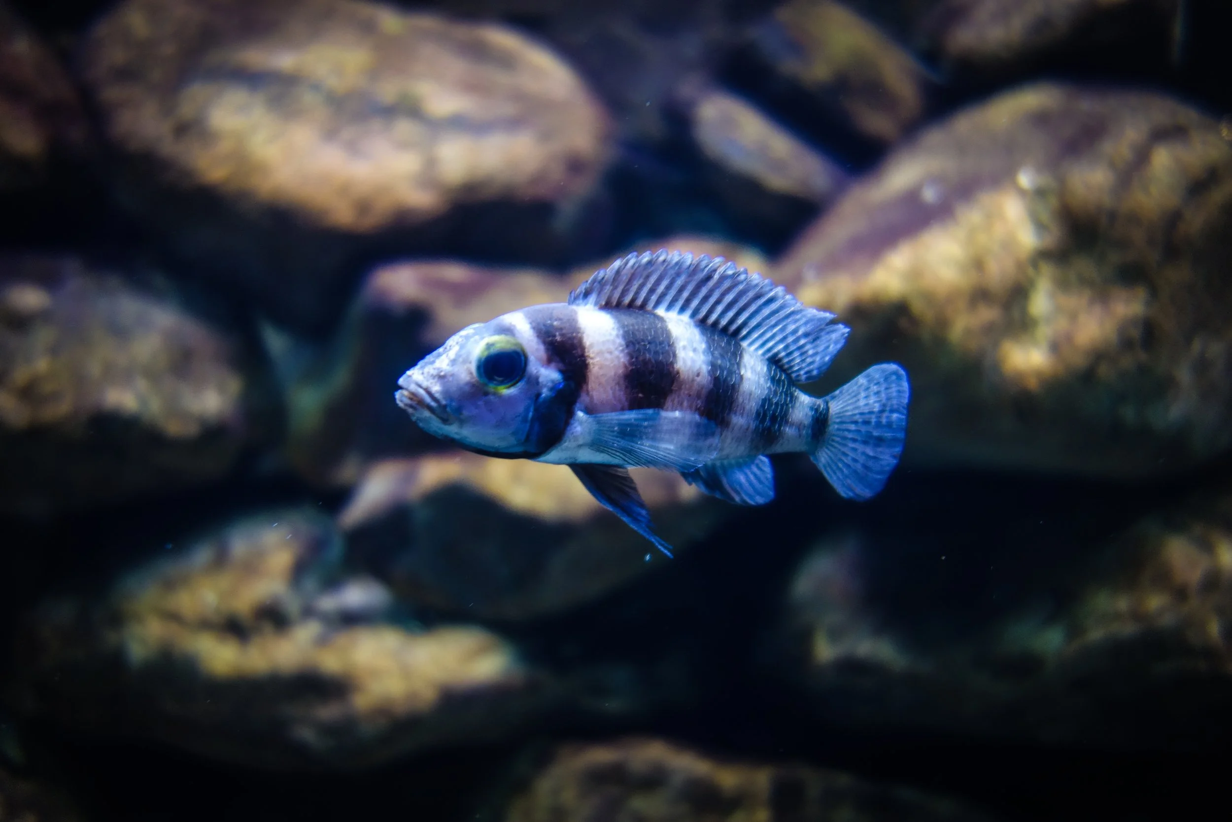 georgia aquarium 05.jpg