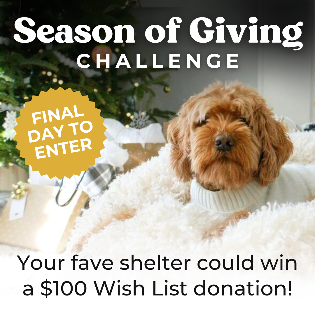 Season Of Giving (1).png