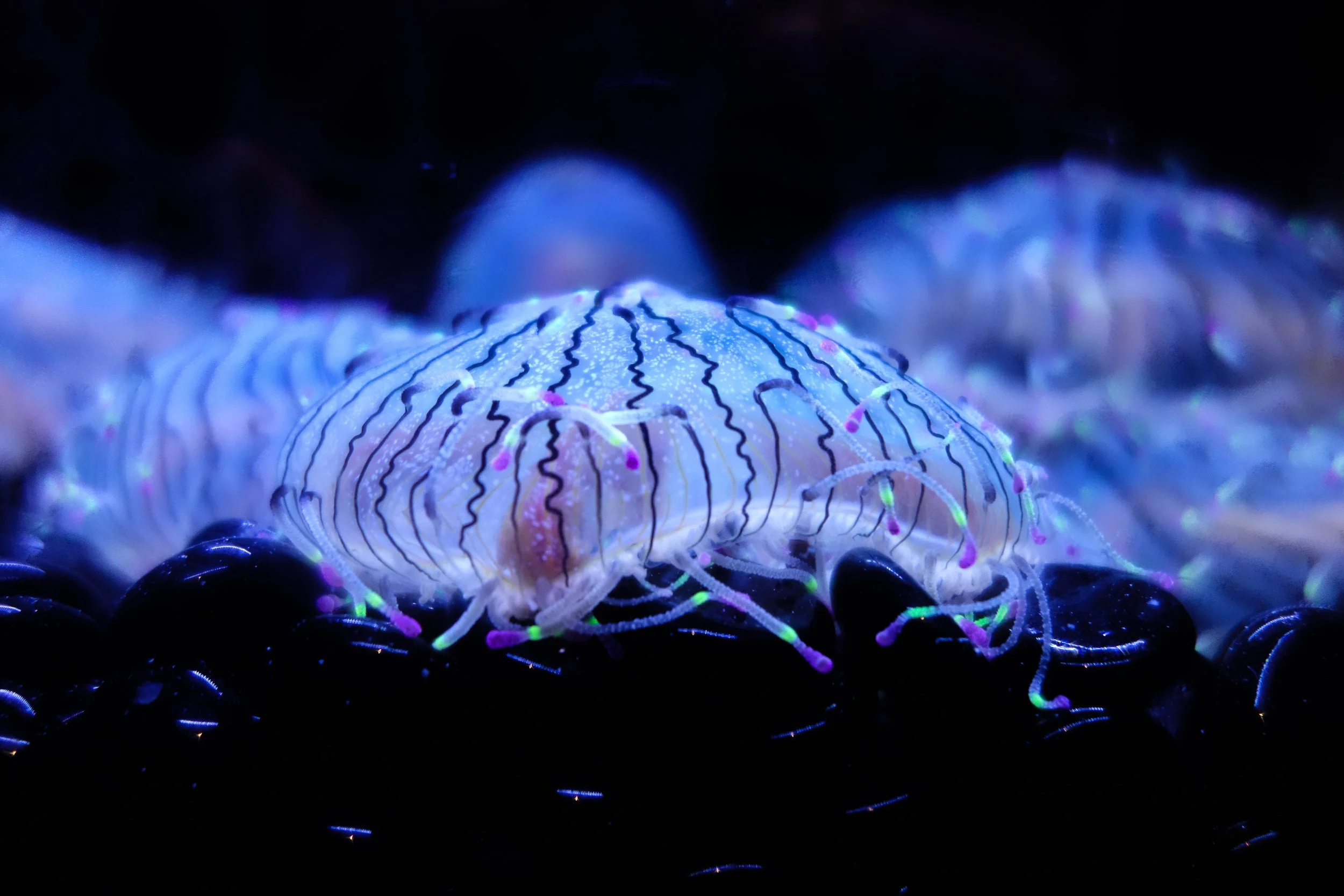 georgia aquarium 04.jpg