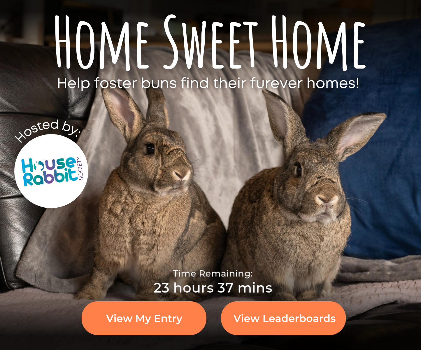 House Rabbit event.png