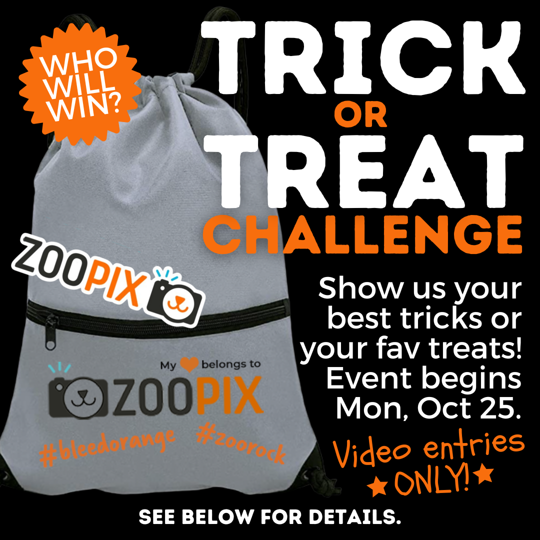 Trick Or Treat Challenge post (announcement).png
