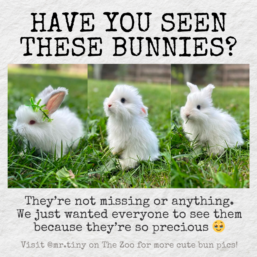 HAVE YOU SEEN THIS BUNNY.png