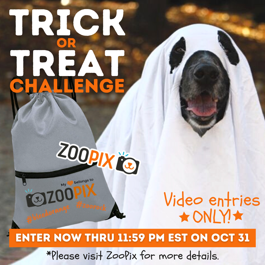 FBInsta live post.png