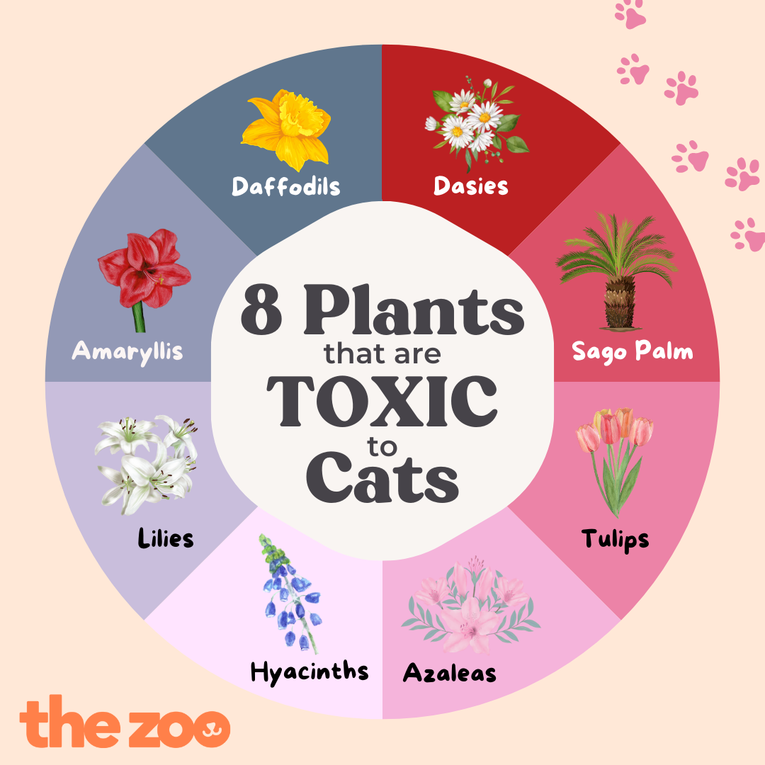 Toxic Plants infographic (1).png