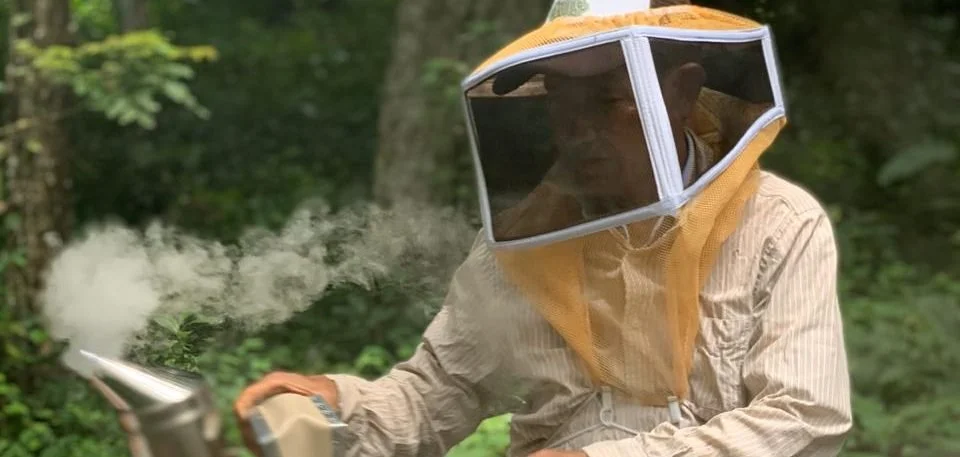 How to Help Bee Communities of Guanacaste, Costa Rica 